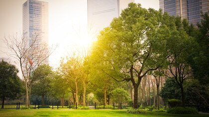 Día Mundial del Árbol: las 7 formas en que ayudan a las ciudades a ser sostenibles 