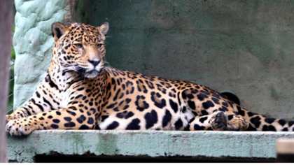 Esto dijo Profepa sobre el supuesto avistamiento de jaguares en Quintana Roo