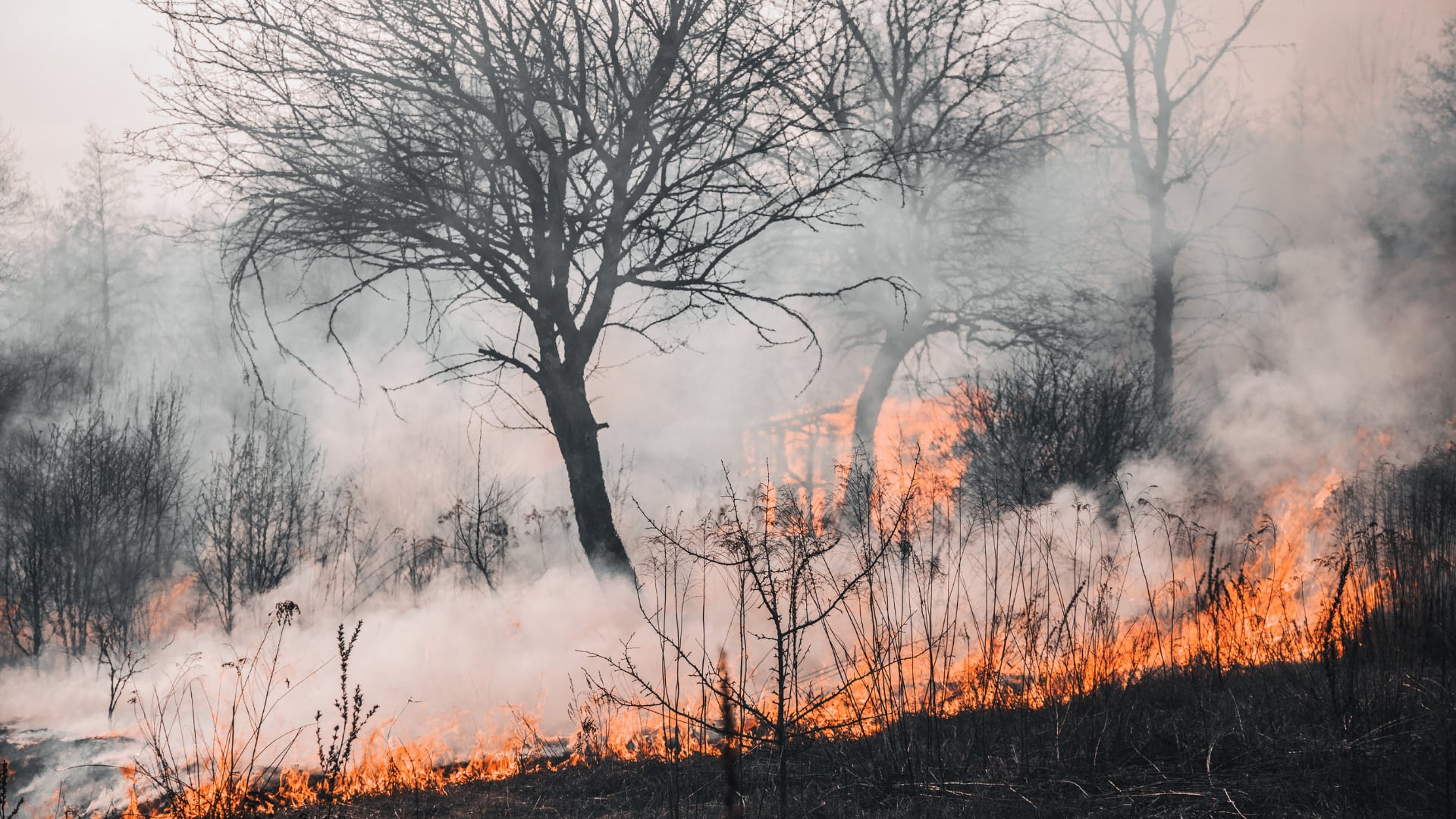 Impacto de los incendios forestales en el medio ambiente: retos legales y soluciones tras la Declaratoria de Emergencia Ambiental