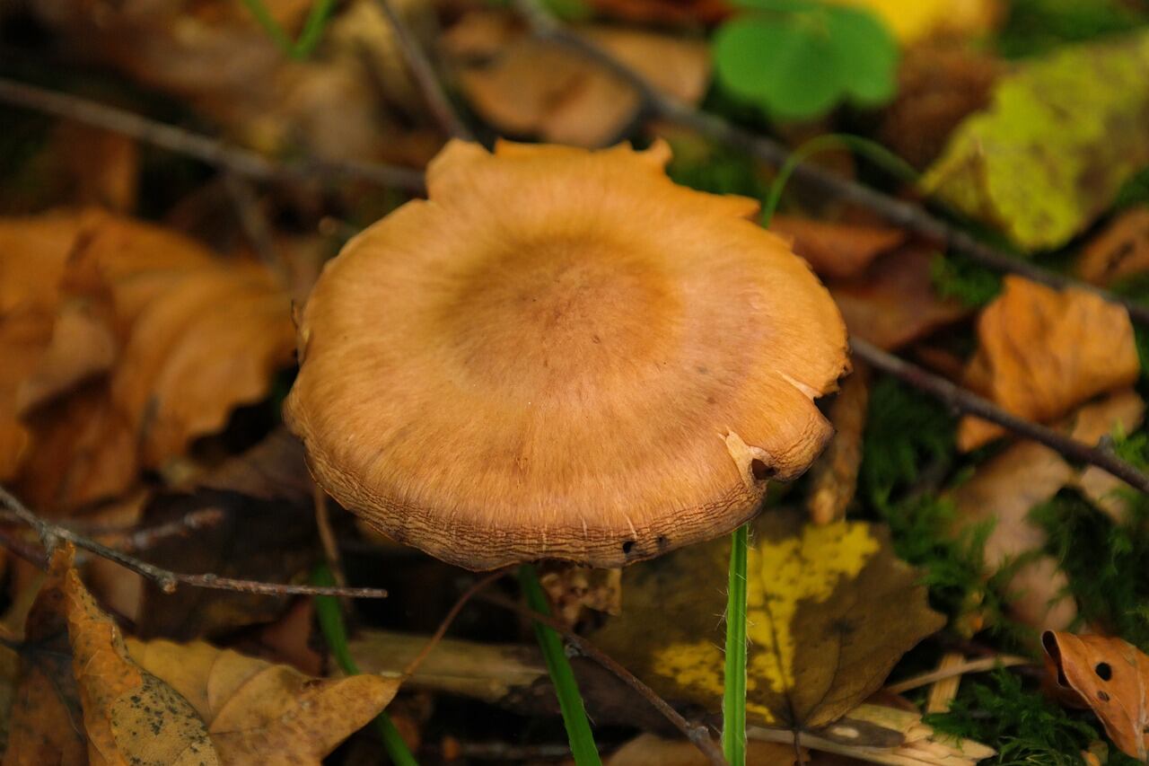 Cortinarius orellanus (Pixabay)