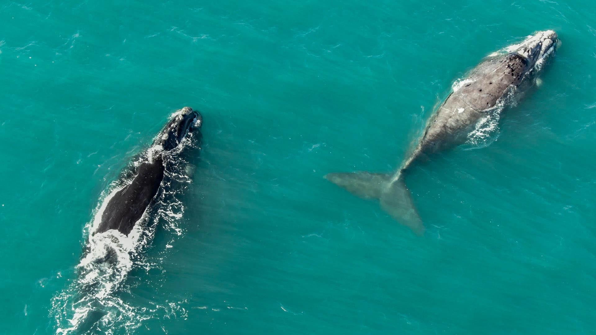 Avistaje de ballenas en Miramar