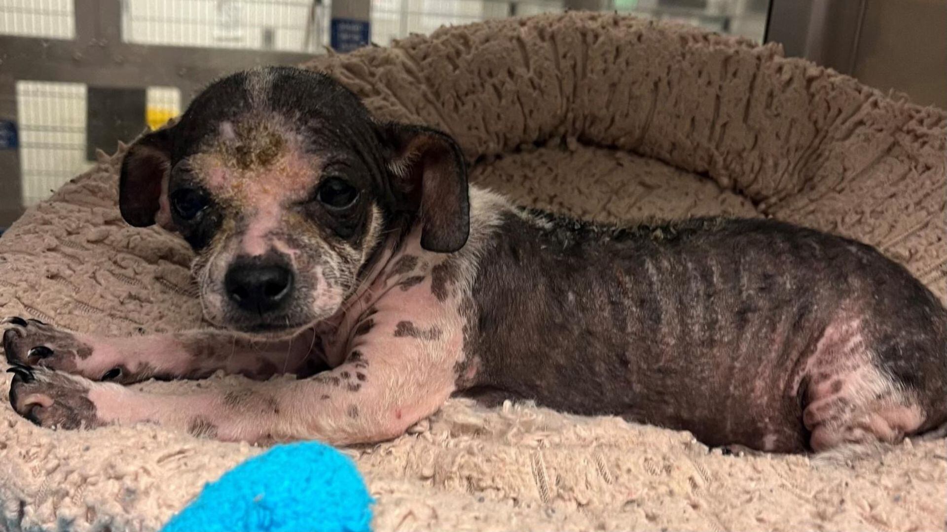 Cómo un chihuahua con sarna se transformó en un perro feliz con el poder del amor (Facebook Austin Animal Center)