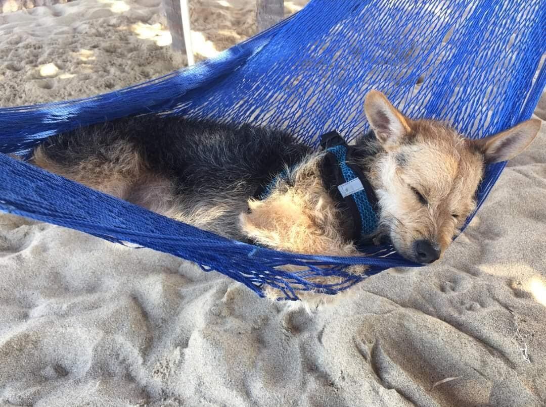 Perros, Taquito, animales, Cancún, mascotas, Canadá, rescate animal, razas de perros, adopciones