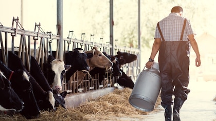 El virus de la influenza aviar permanece activo en el equipo para ordeñar vacas durante por lo menos una hora