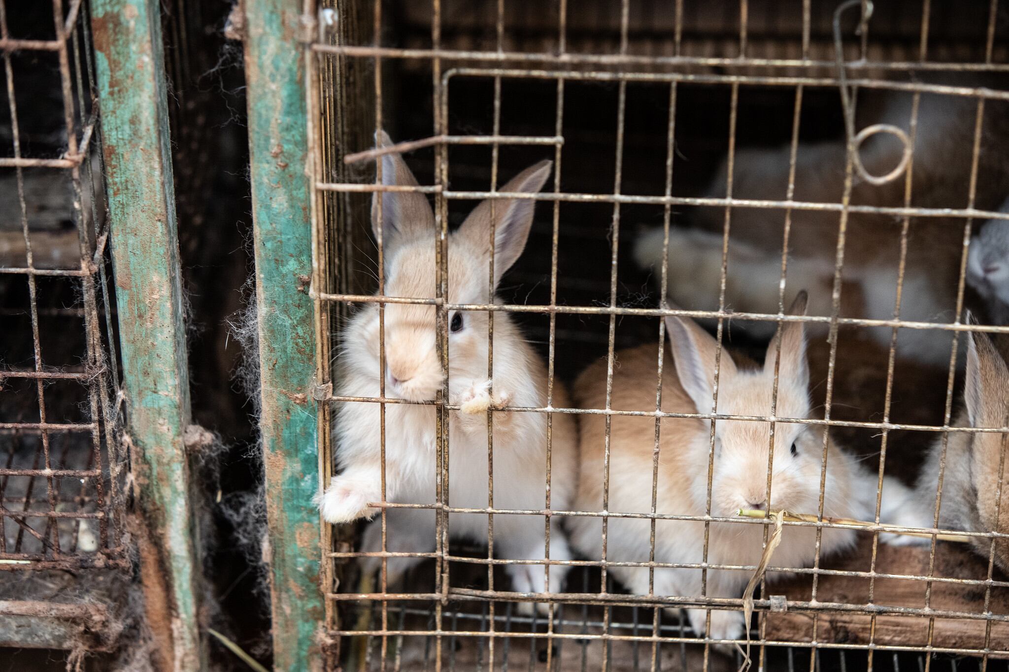 Las fotografías sirvieron como evidencia para presentar una denuncia, sin embargo, la organización no ha obtenido respuesta de las autoridades. (©Igualdad Animal México)