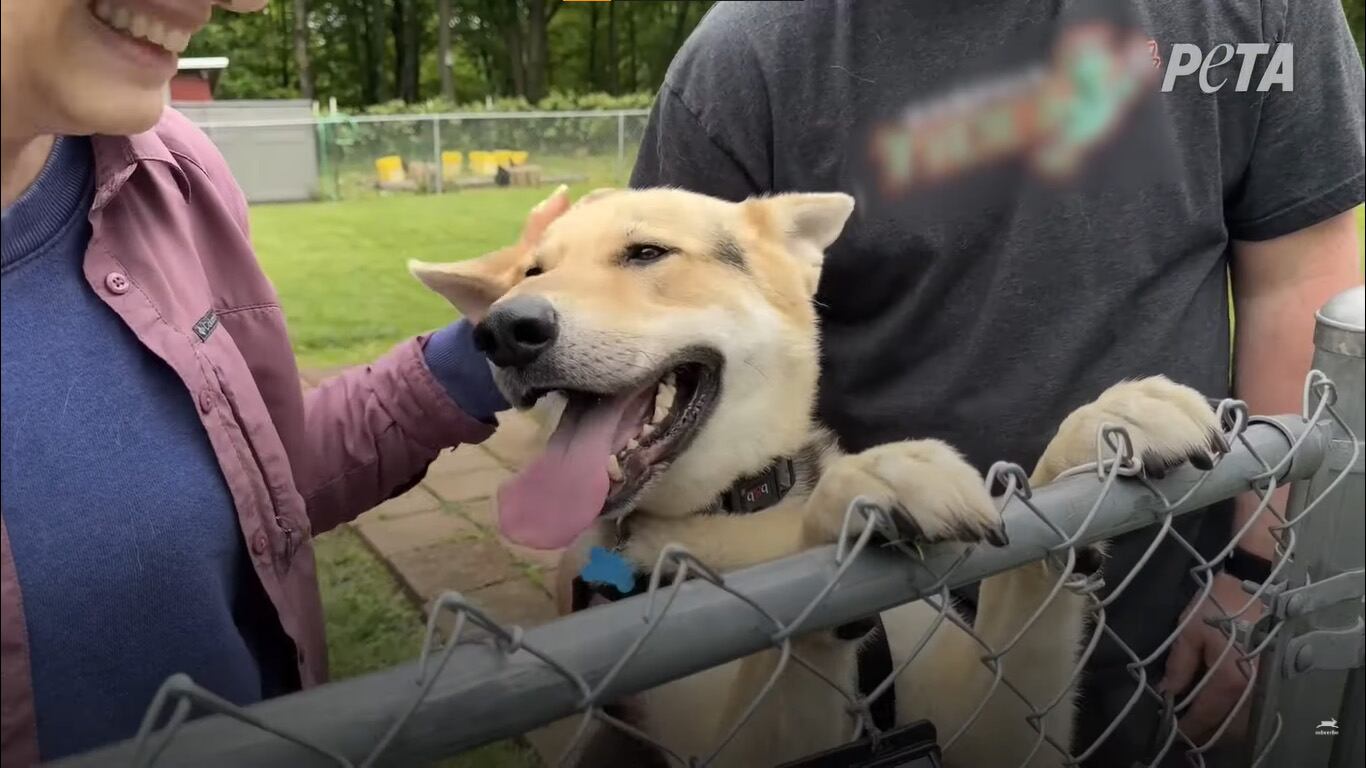 Perros, razas de perros, mascotas, animales, Timothy, PETA, rescate animal