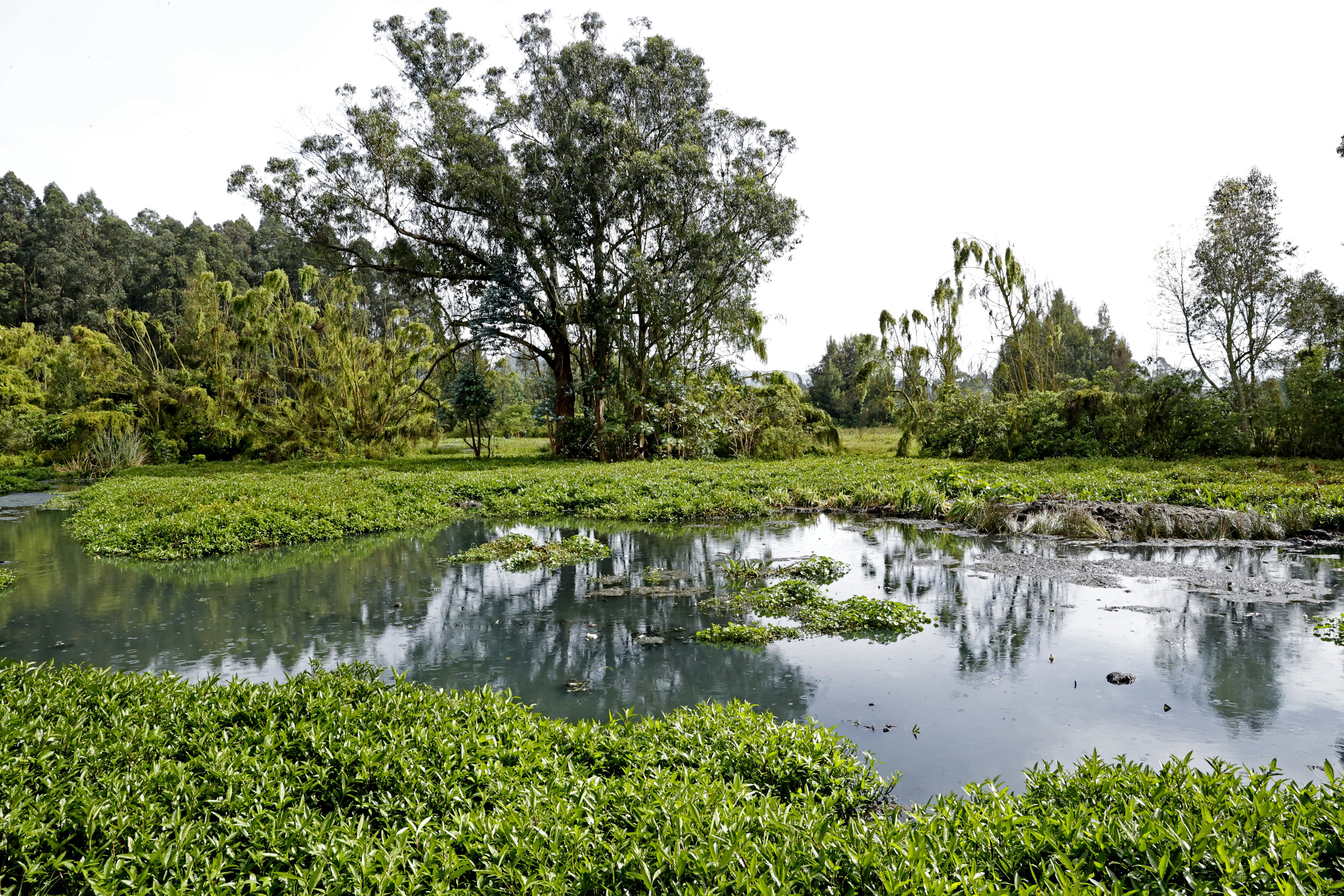 El Acuerdo de Escazú es un tratado internacional pionero en América Latina y el Caribe que vincula los derechos humanos con la protección del medio ambiente - crédito Mauricio Dueñas Castañeda/EFE
