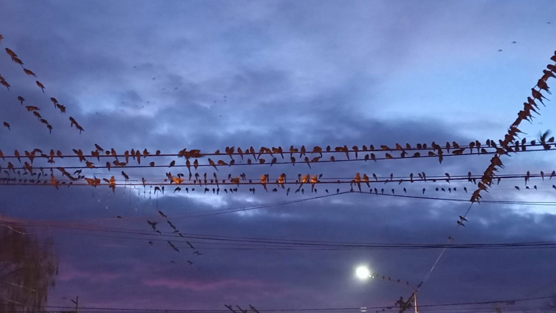 invasion de loros en ascasubi