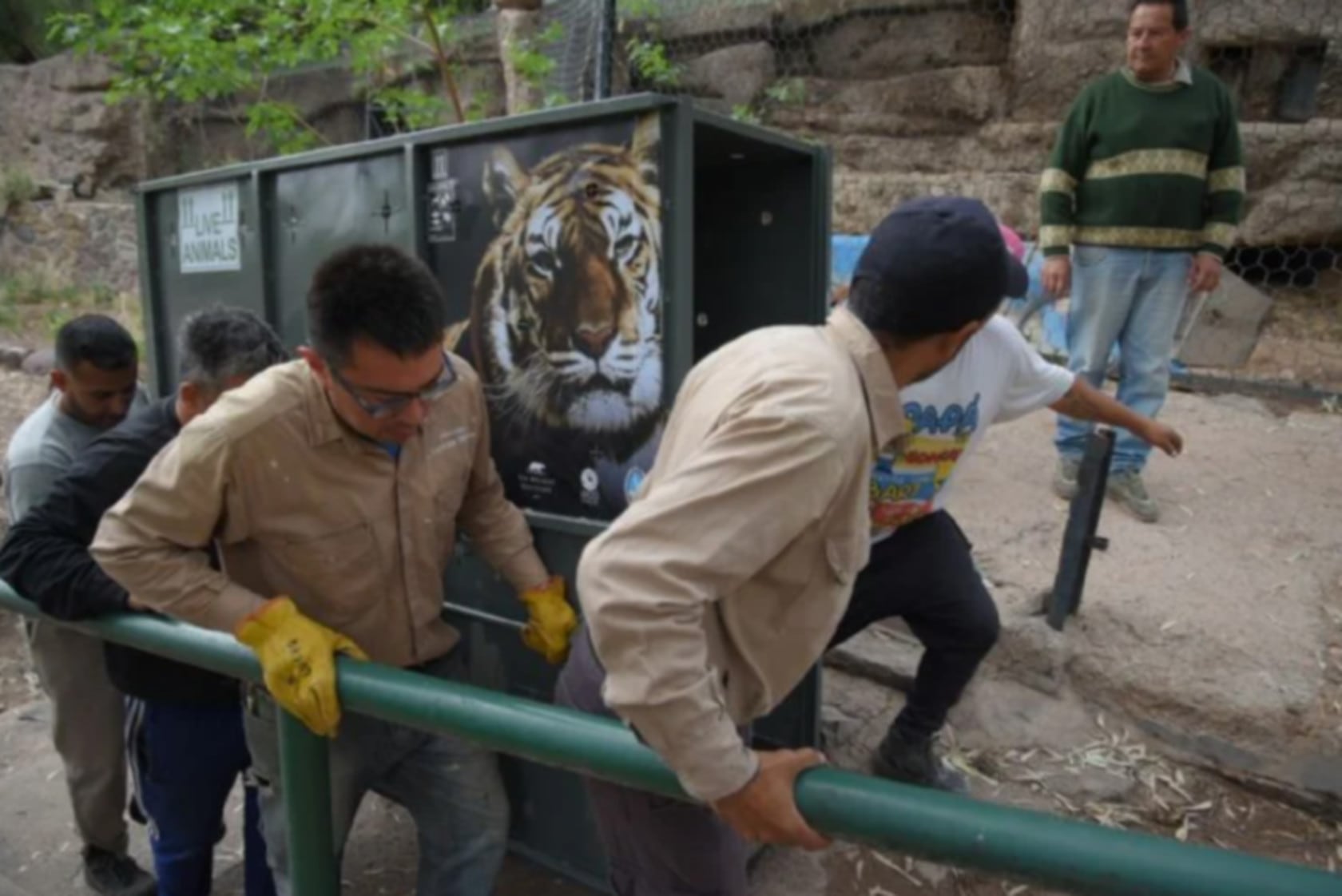 Comenzó el traslado de la última tigresa de bengala del zoo de Mendoza a un santuario en EEUU (Gobierno de Mendoza)