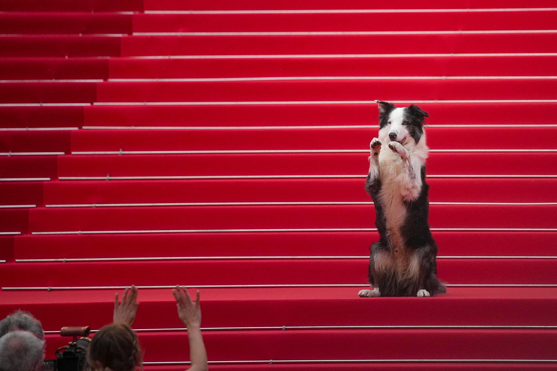 El perro Messi posa en la ceremonia de apertura y el estreno de la película 'The Second Act' en la 77ª edición del Festival de Cine de Cannes (Foto Andreea Alexandru/Invision/AP)