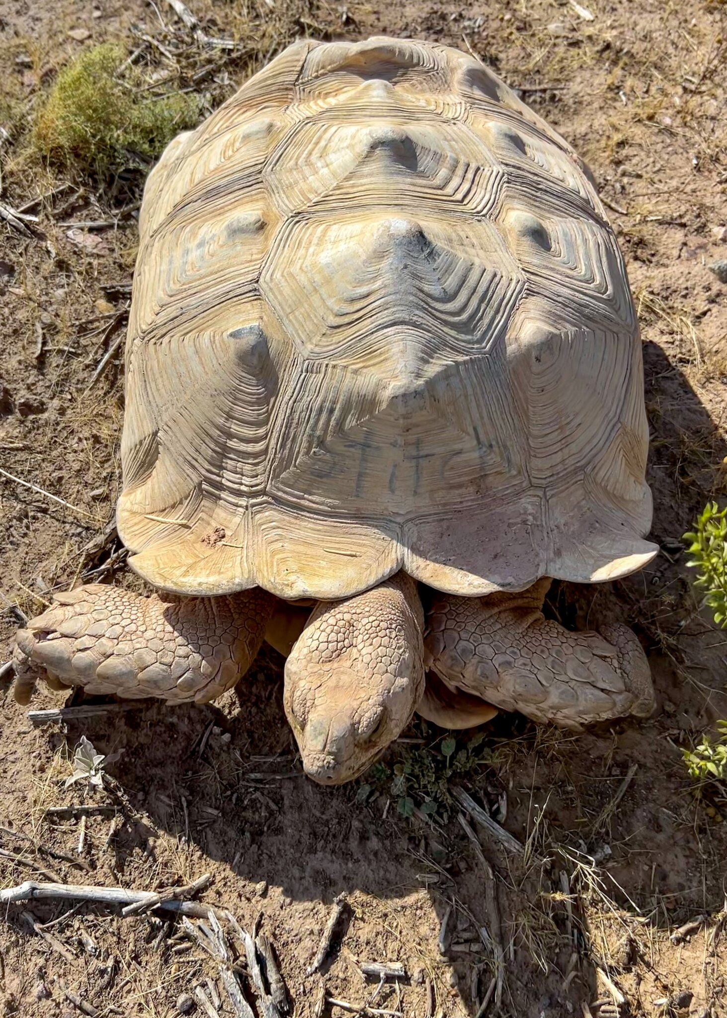 Tortugas, reptiles, mascotas, animales, desierto, autopista, escape, granja, policía, oficiales