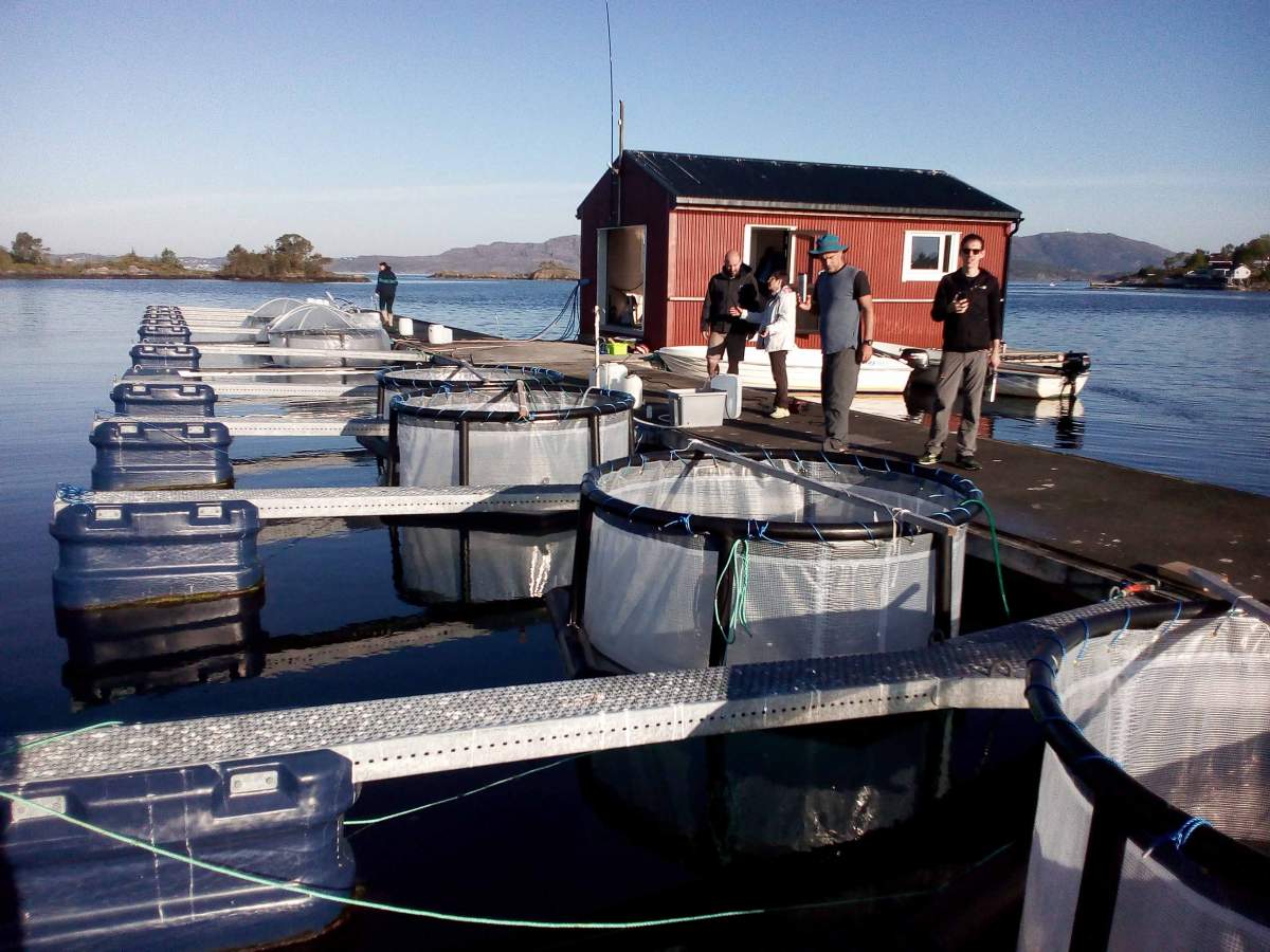 Los fiordos florecen: el equipo de investigación del laboratorio del profesor Assaf Vardi recoge muestras en Noruega. Algas, virus gigantes (foto Instituto Weizmann)