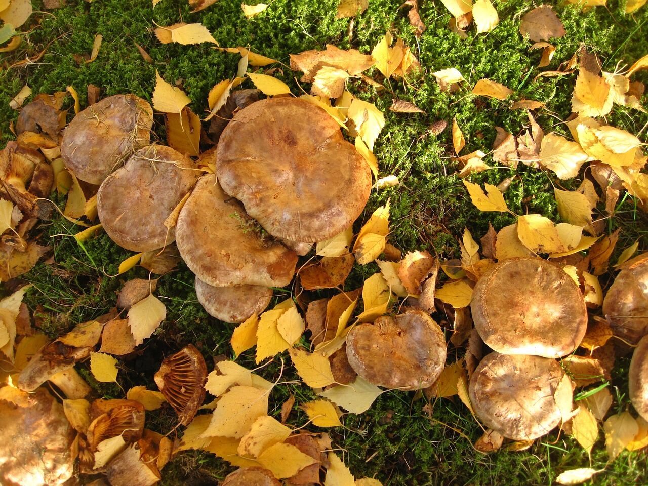 Paxillus involutus (Pixabay)