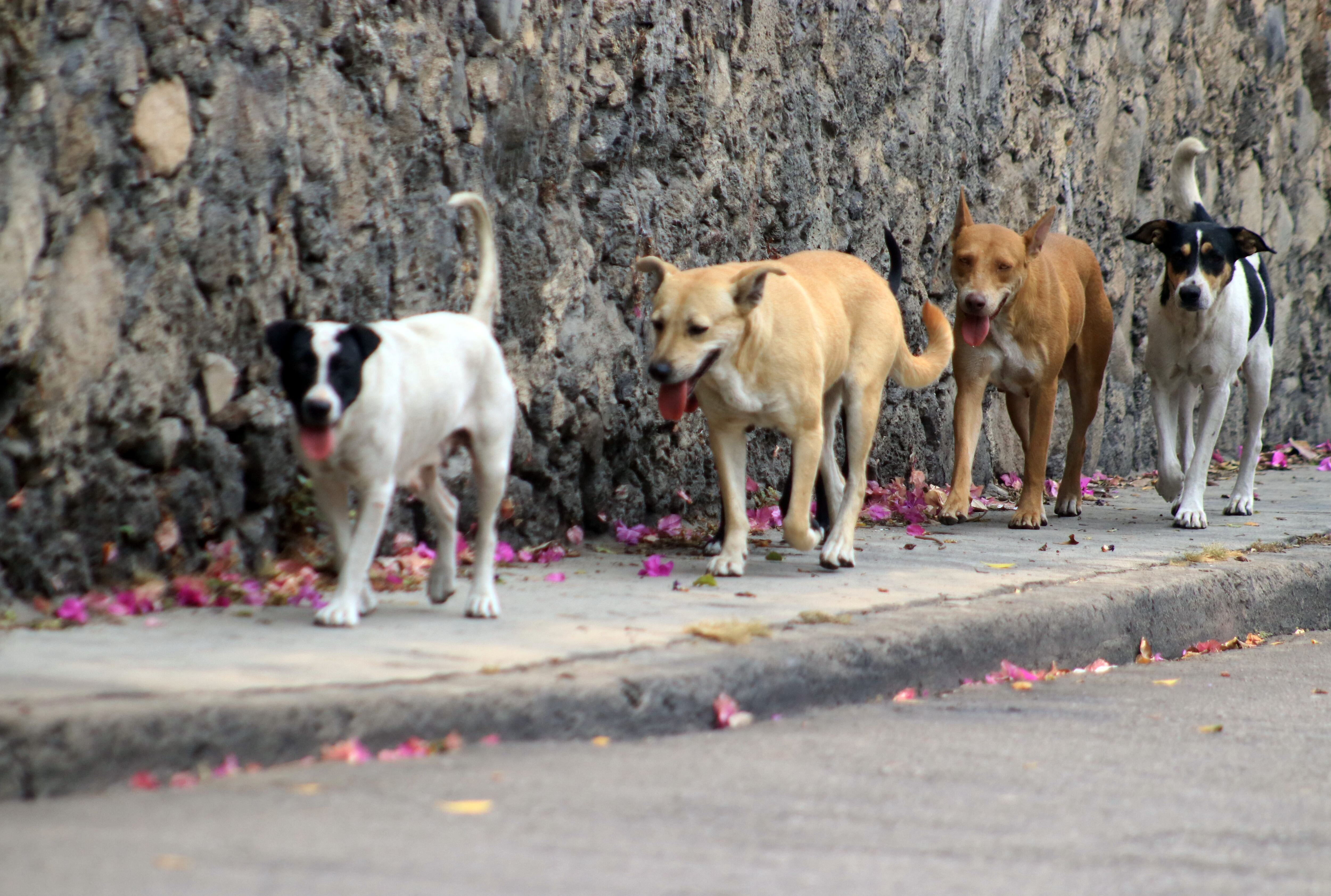 Para los jueces, "los imputados se valieron de los perros como medio para el logro de su cometido delictual" (Foto ilustrativa: Margarito Pérez Retana /Cuartoscuro.com)