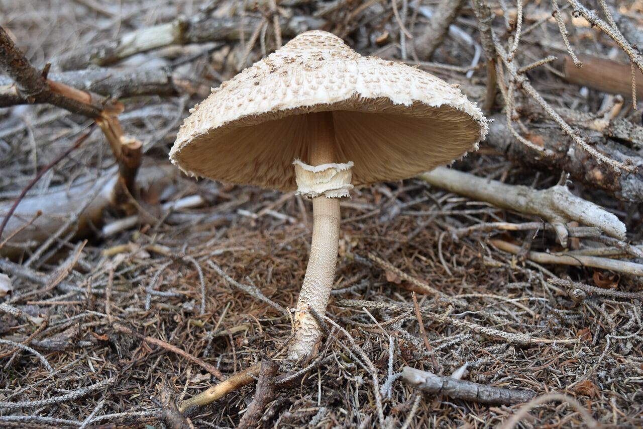 Macrolepiota procera (Pixabay)