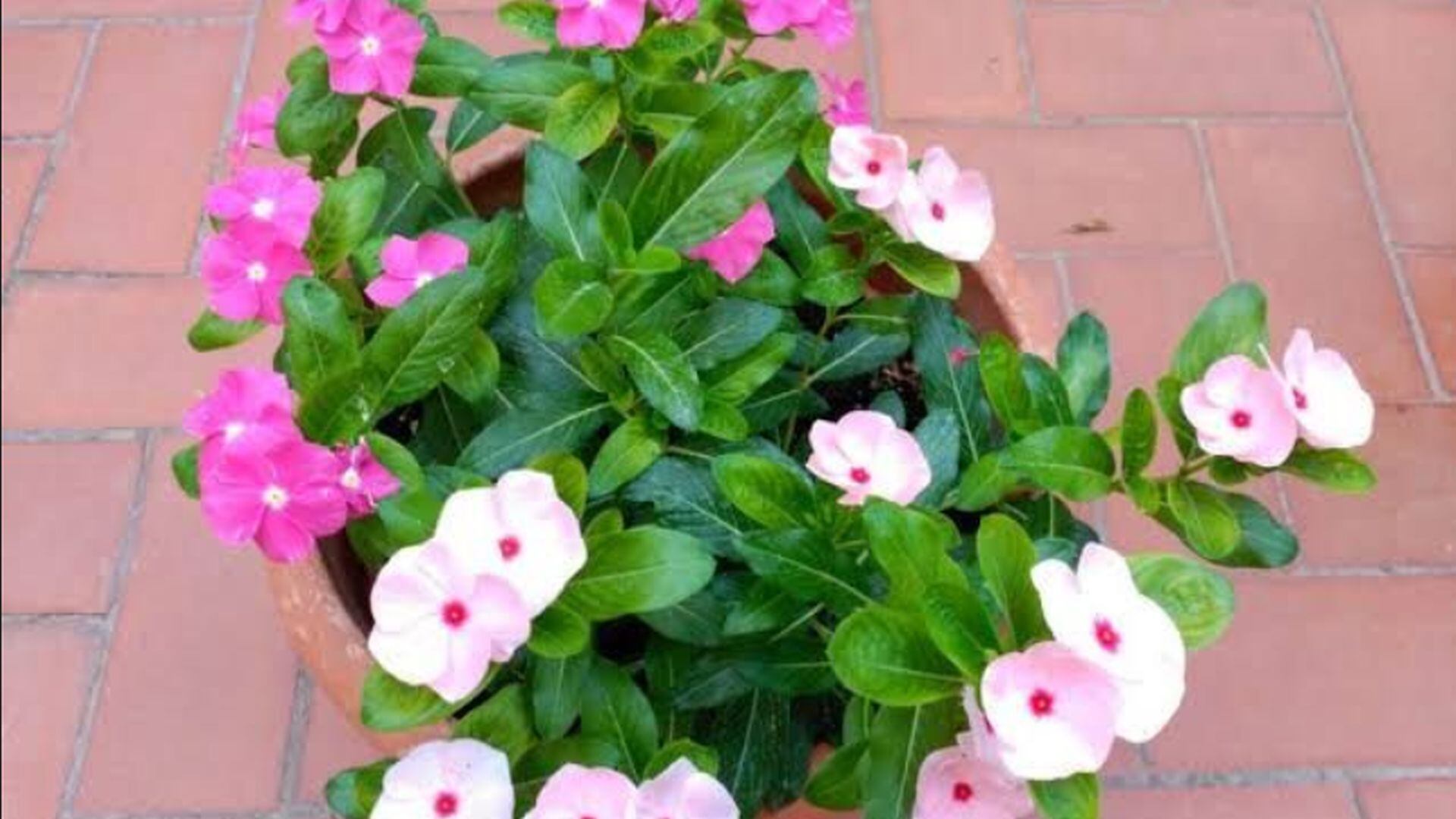 Isabelita - Catharanthus roseus - planta - Perú - historias - 2 julio