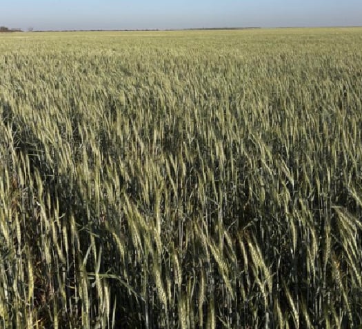 Plantación con falta de lluvia