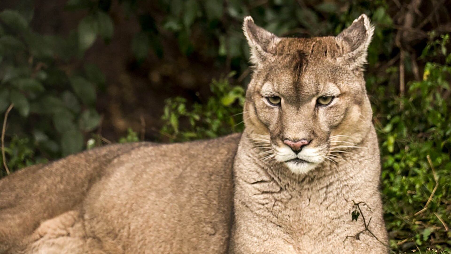 Estanislao puma rescatado