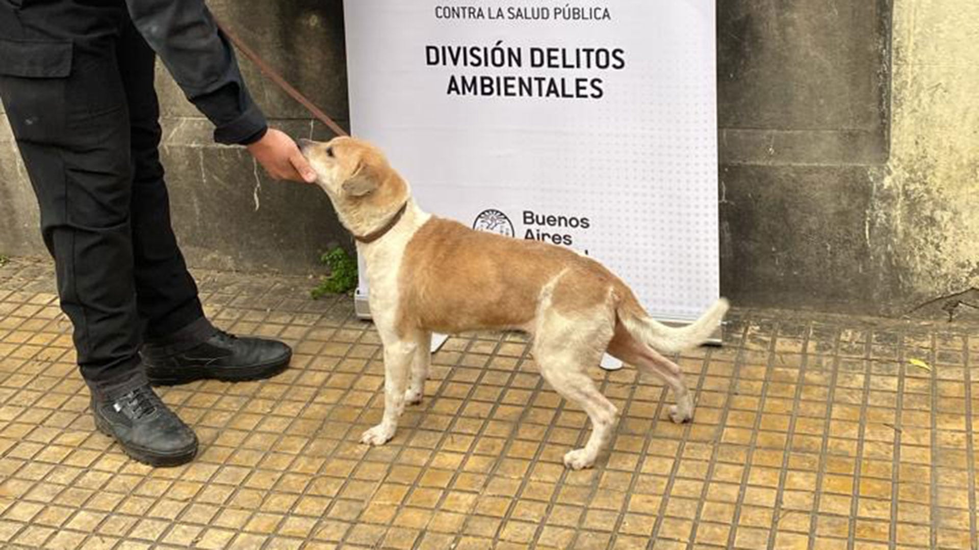 Rescate de perros en Pompeya