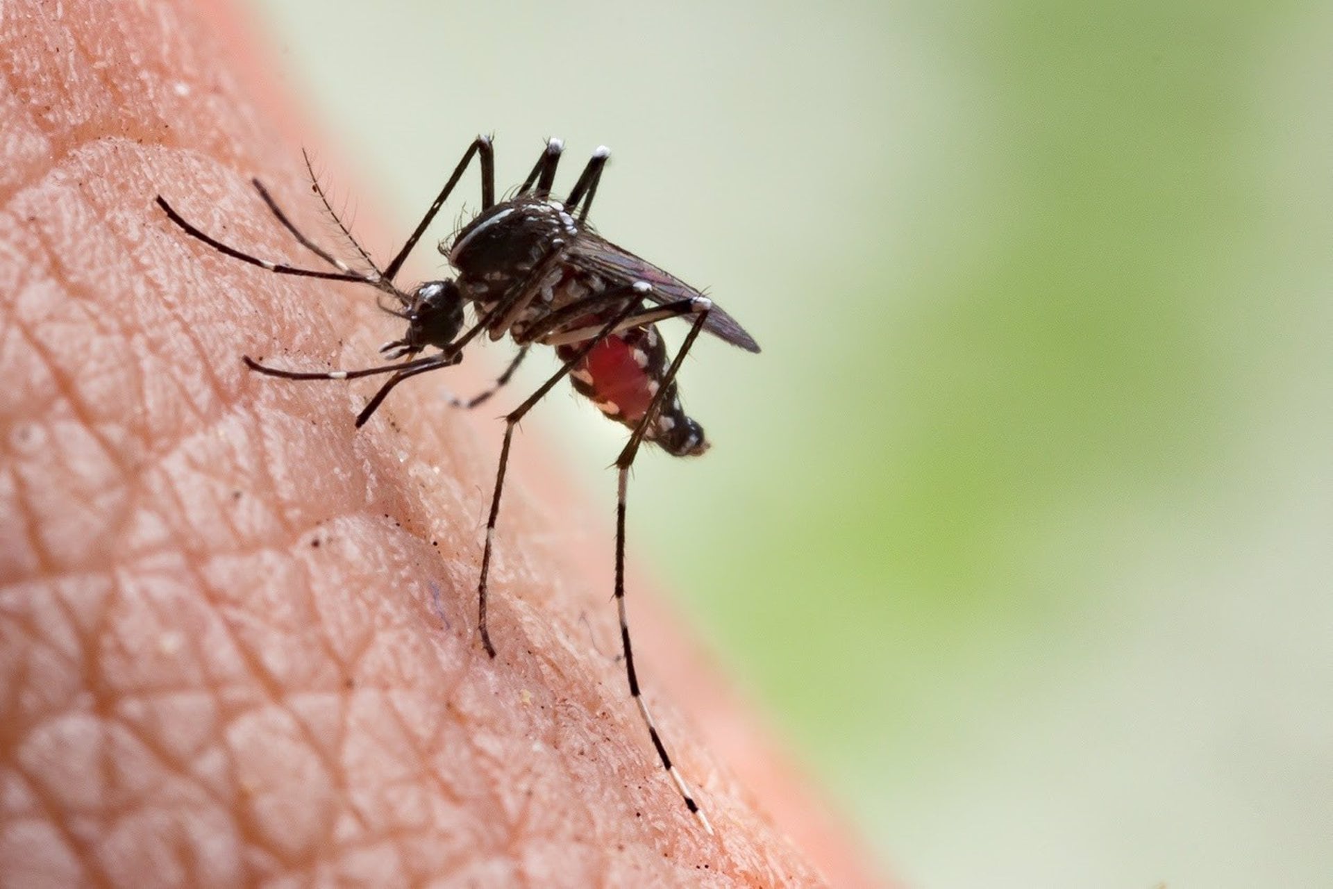 El vector del dengue, Aedes albopictus, se detectó inicialmente en el sur de Francia en 2004 y luego se ha esparcido a casi todo el país (OCV)
