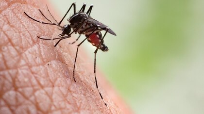 Se registran más de mil casos de dengue en Michoacán; se convierte en el cuarto estado con más casos