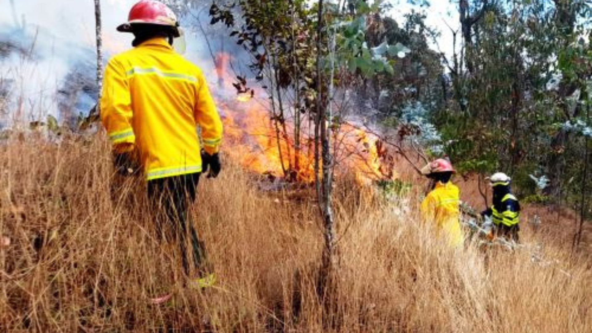 Bomberos forestales extinguen incendios en cinco regiones del país. (Fuente: Andina)