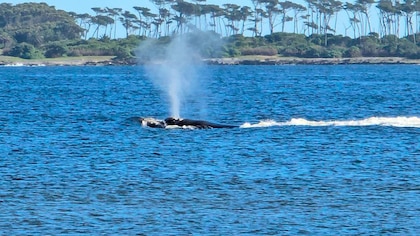 Un espectáculo inusual: una ballena franca austral llegó al puerto de Punta del Este