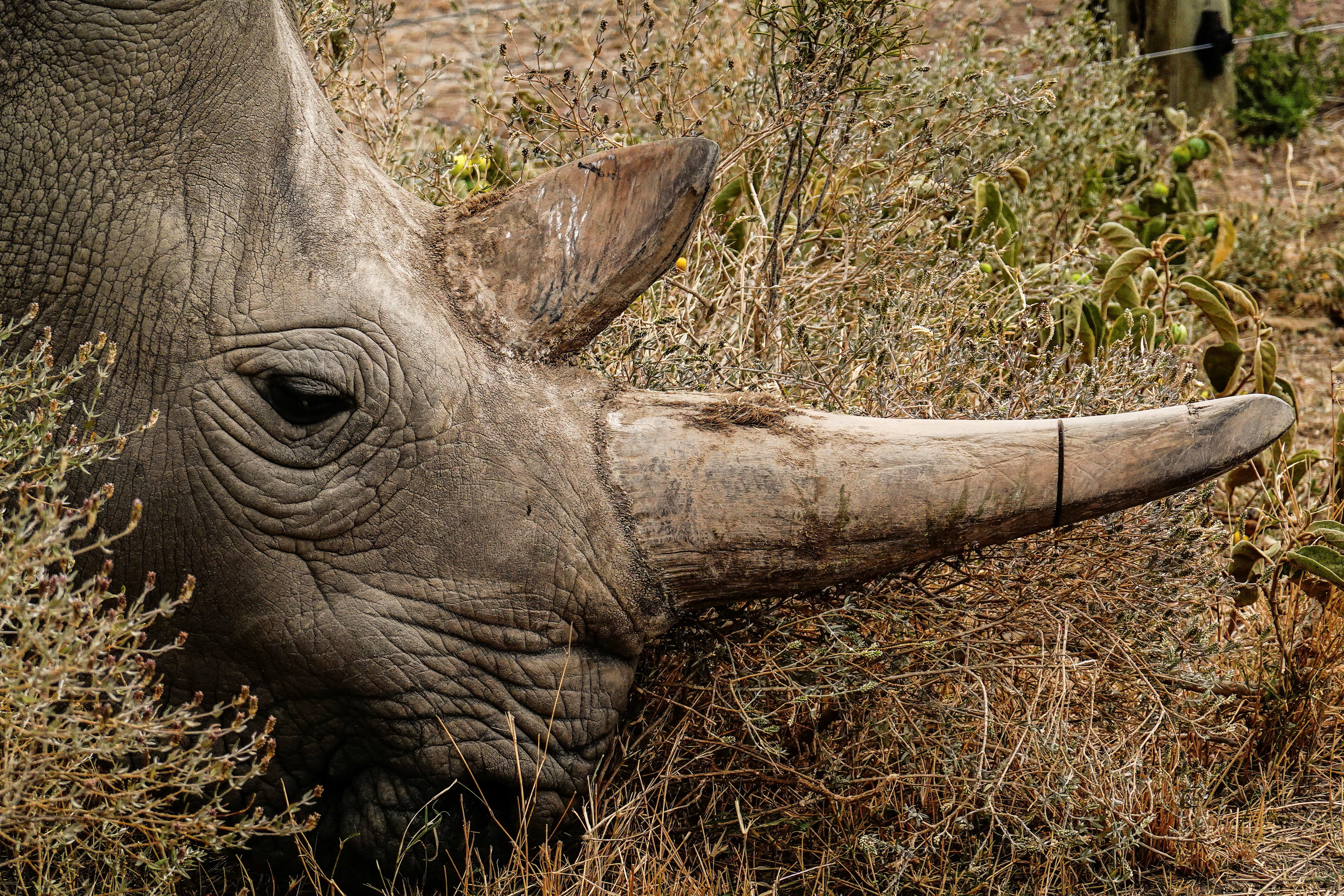 El rinoceronte blanco fue uno de los animales en el cual fue elaborado esta tecnica (Reuters)