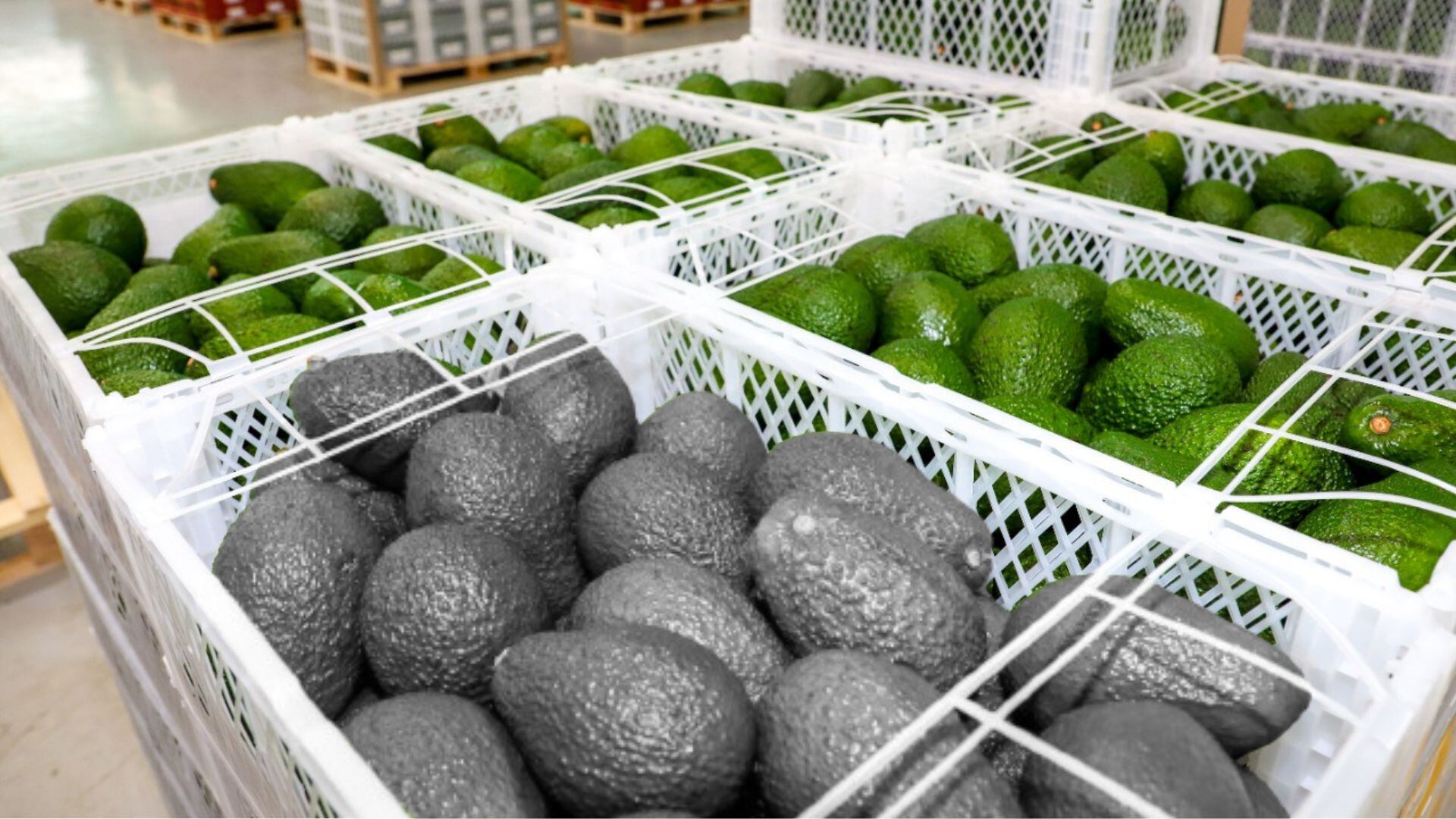 paltas peruanas por enviarse al exterior, pero un lote esta en blanco y negro