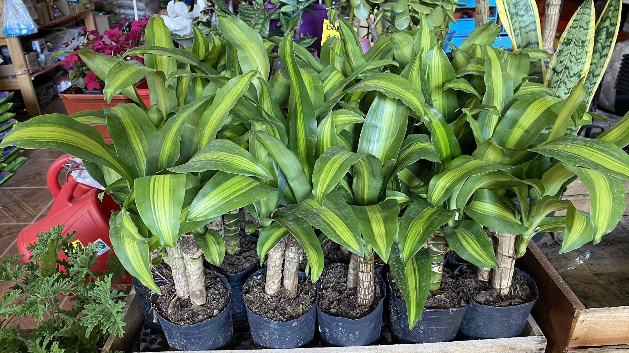 Averigua cómo la Dracaena Fragrans no solo embellece tu casa, sino que también contribuye a la eliminación de toxinas y al bienestar general de quienes la rodean.
Foto: Hogar Jardín