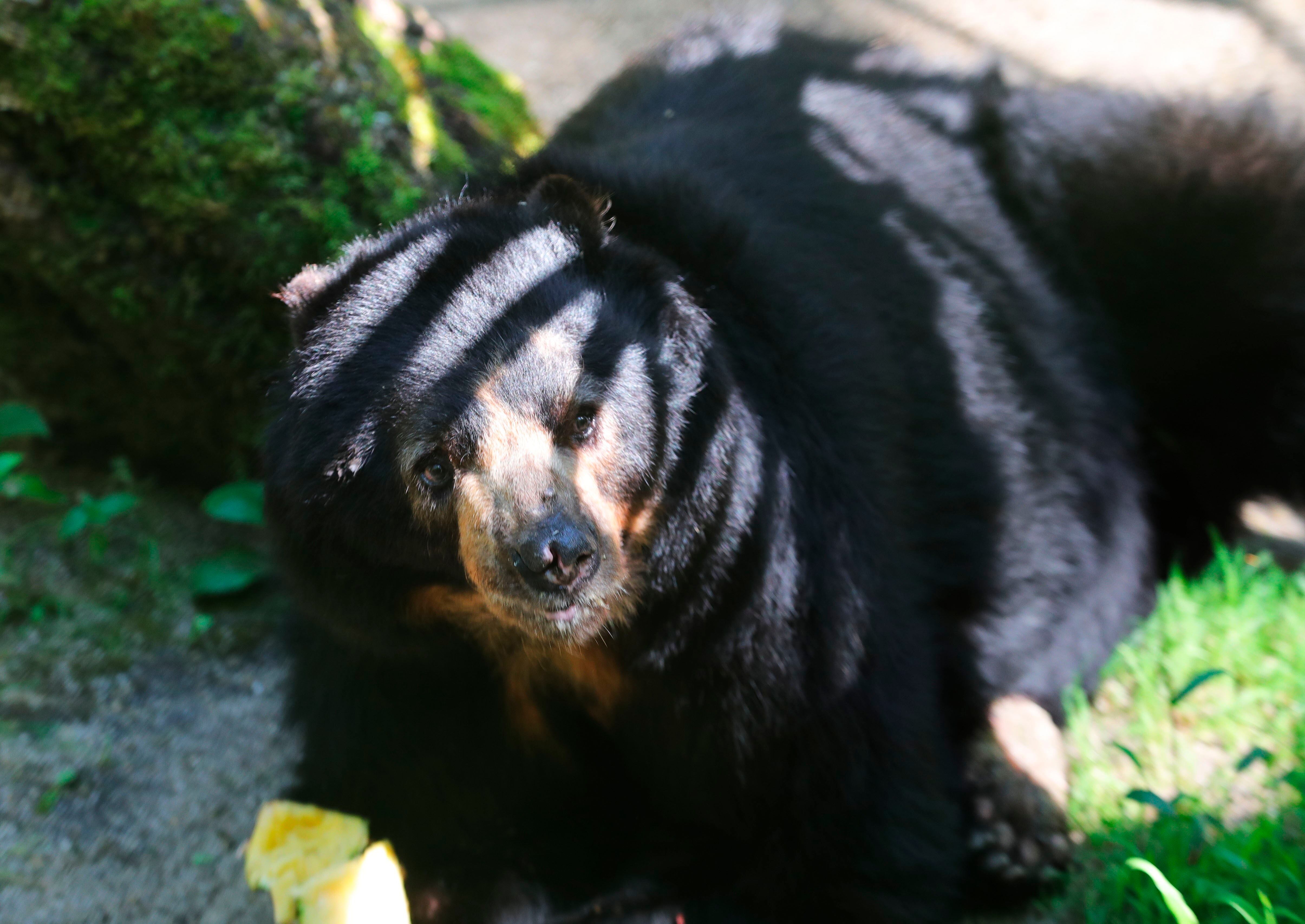 En Colombia existen cerca de 8.000 ejemplares del oso andino - crédito Ernesto Arias / EFE