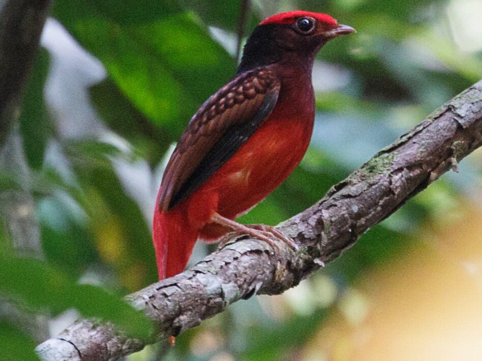 Cotinga