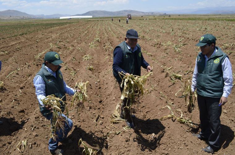 Perú enfrenta desafíos similares debido a la disminución en la producción agrícola y la preocupación por el suministro de agua, especialmente en regiones clave para la agricultura, como la costa norte, la sierra sur y el altiplano. (servindi)