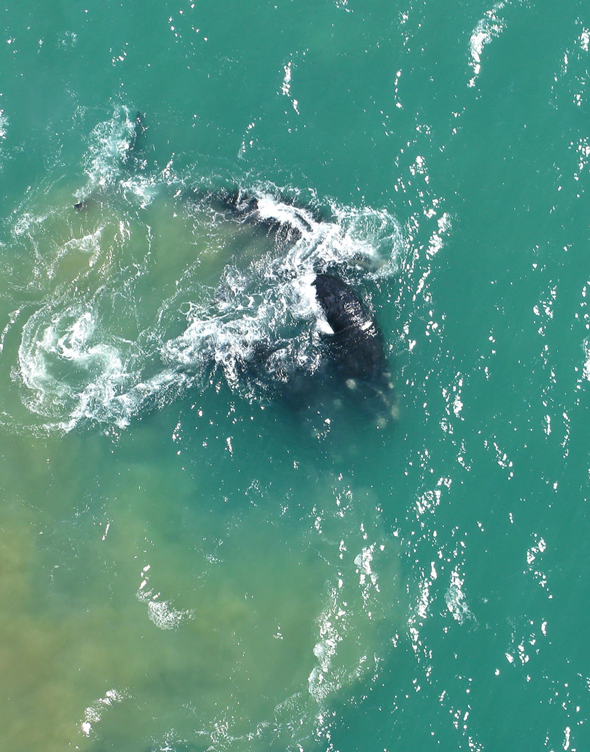 Avistaje de ballenas en Miramar