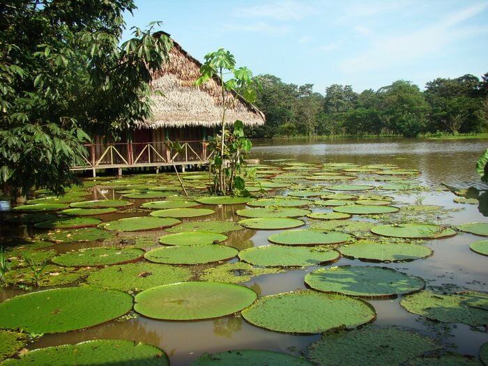 El Parque Nacional Natural Amacayacu cuenta con maravillas naturales - crédito @grlfndrr / X