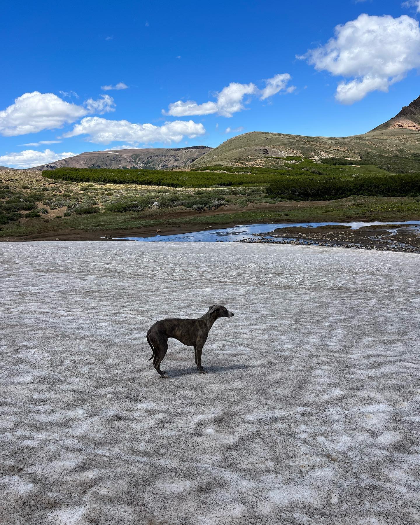 Argentina perdió un perro en el aeropuerto de Francia