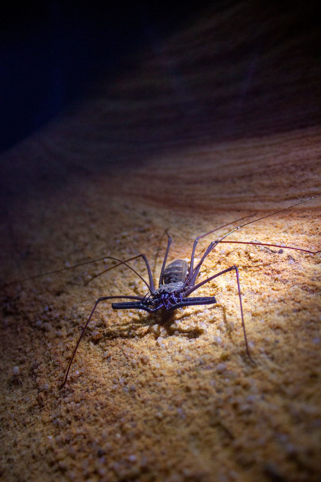 Los visitantes de la Cueva de Colores tendrá la oportunidad de avistar todo tipo de fauna y flora - crédito Alcaldía de Florencia