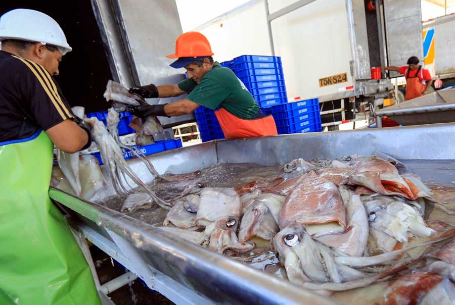 Pesca indiscriminada de pota en Perú.