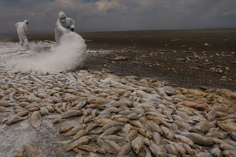 Un trabajador municipal esparce cal viva sobre los peces muertos para reducir el hedor, en el lecho seco de la Laguna de Bustillos. (Foto: Reuters)