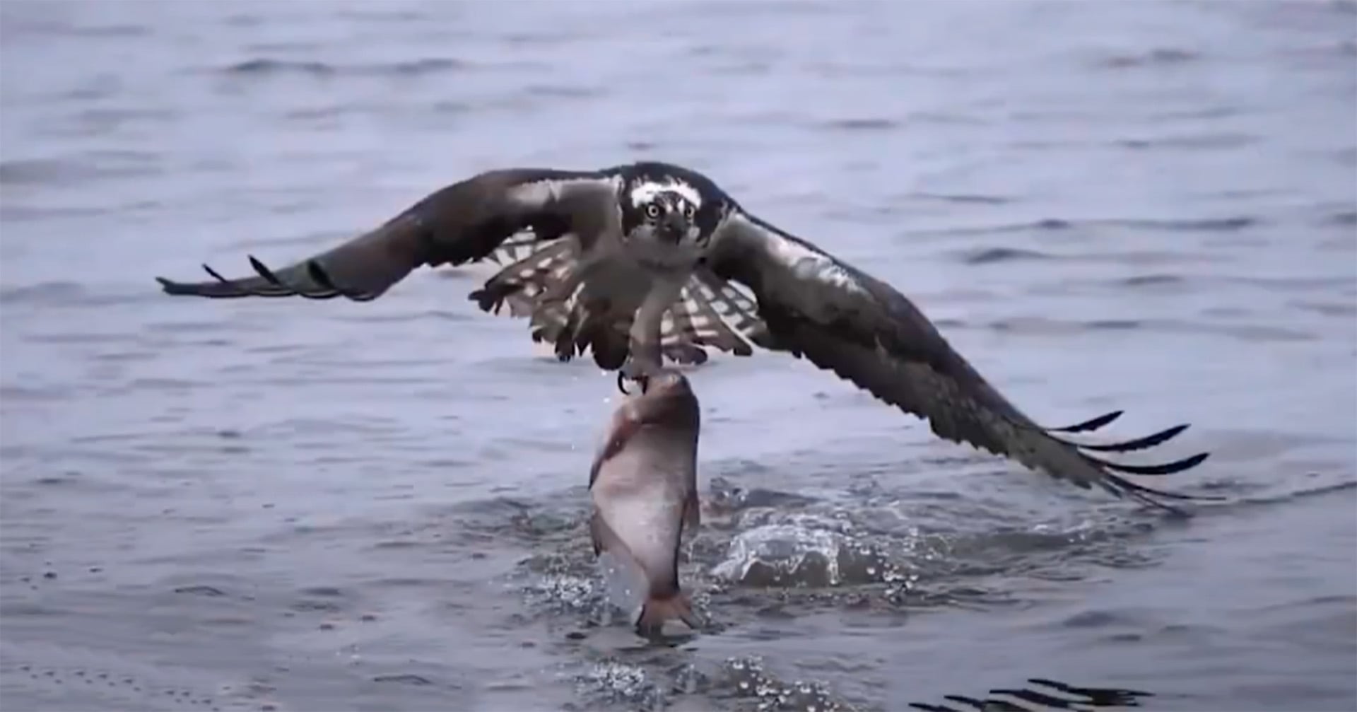 Águilas pescadoras