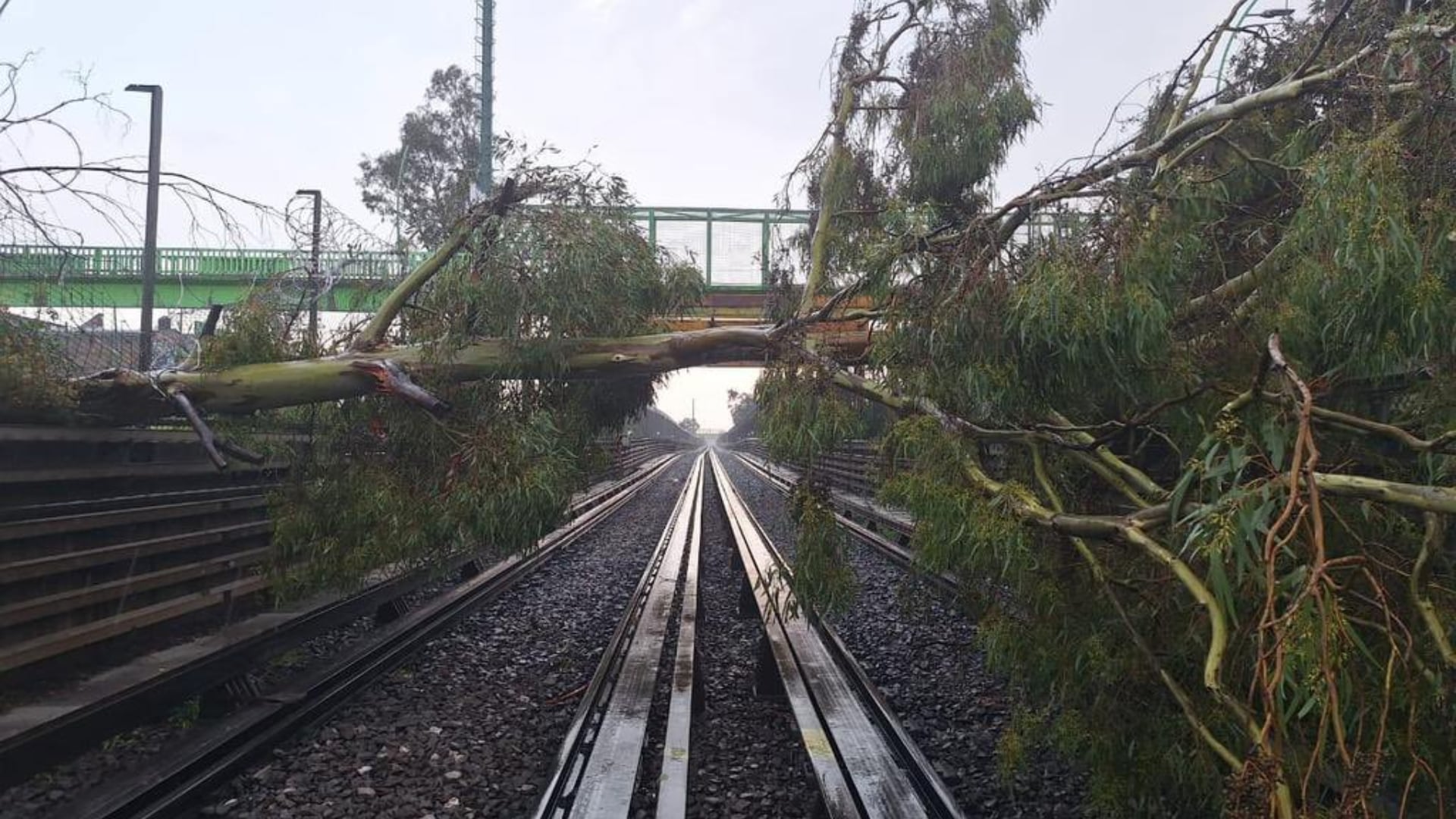 Caída de dos árboles deja sin servicio la Línea B del Metro CDMX