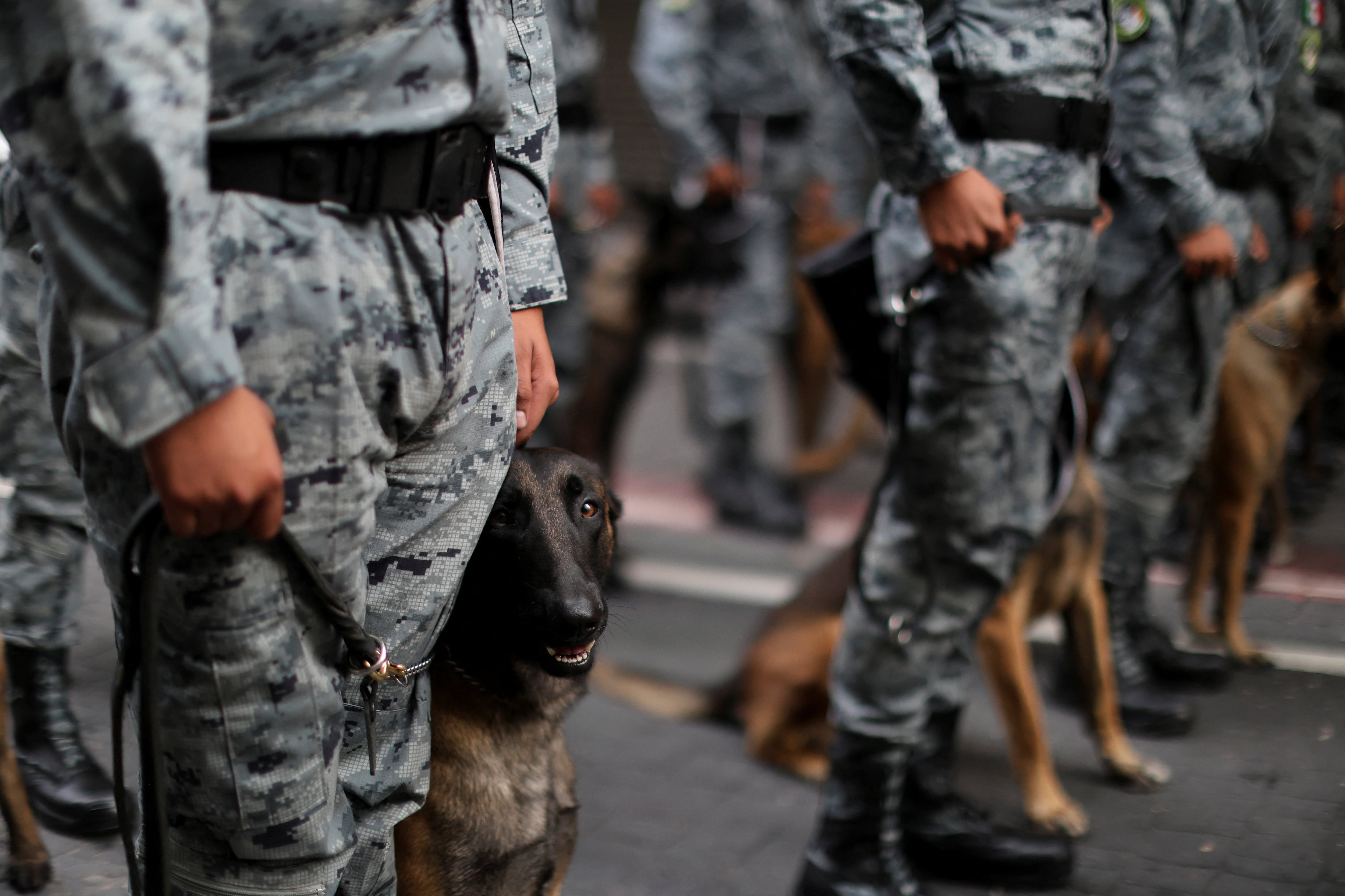 En el desfile participarán elementos de la Guardia Nacional y de las Fuerzas Armadas.. (REUTERS/Raquel Cunha)