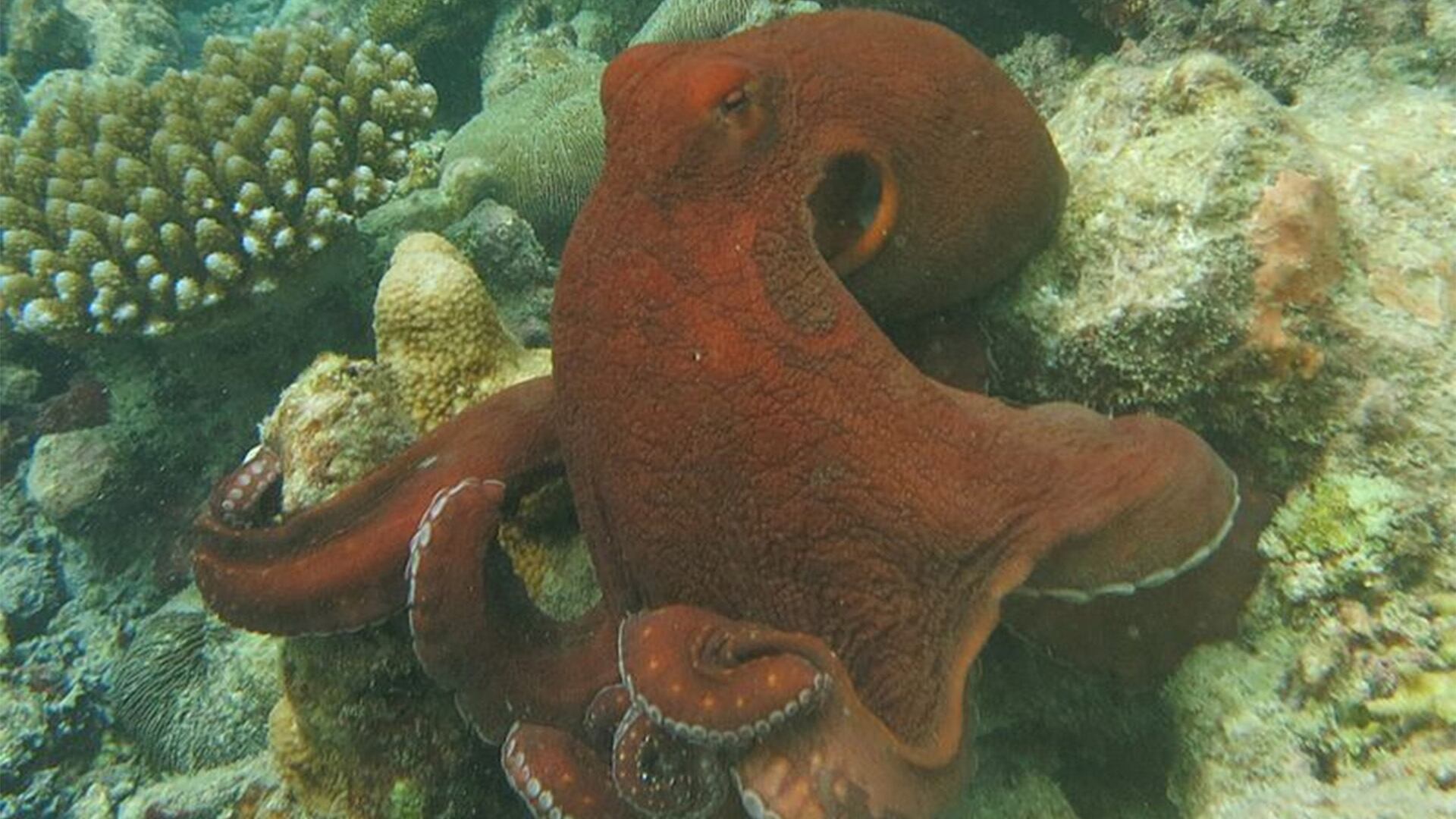 El gran pulpo azul golpea a los peces de su "equipo" para mantenerlos a raya.