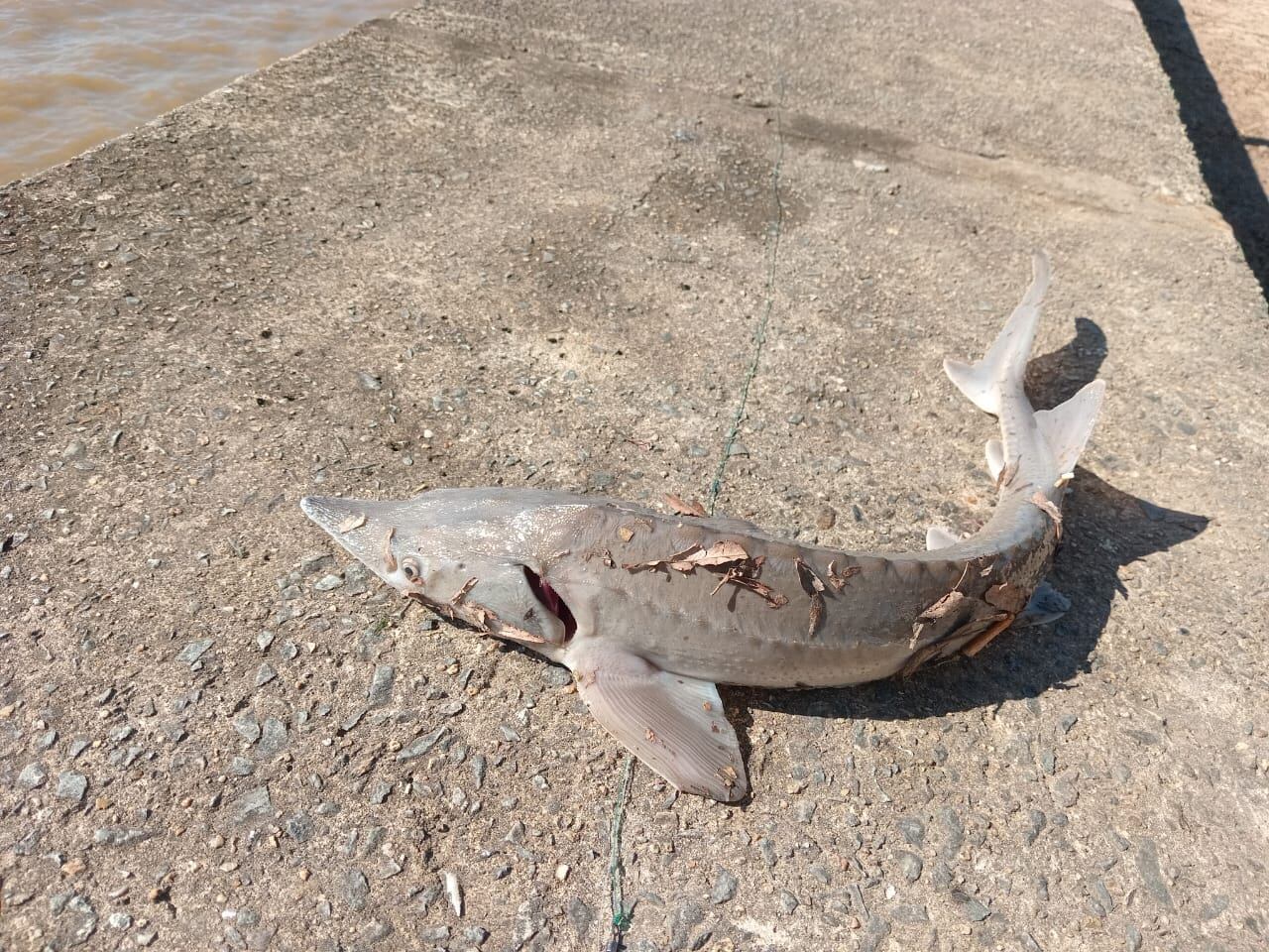 Pescador Claudio Velardo