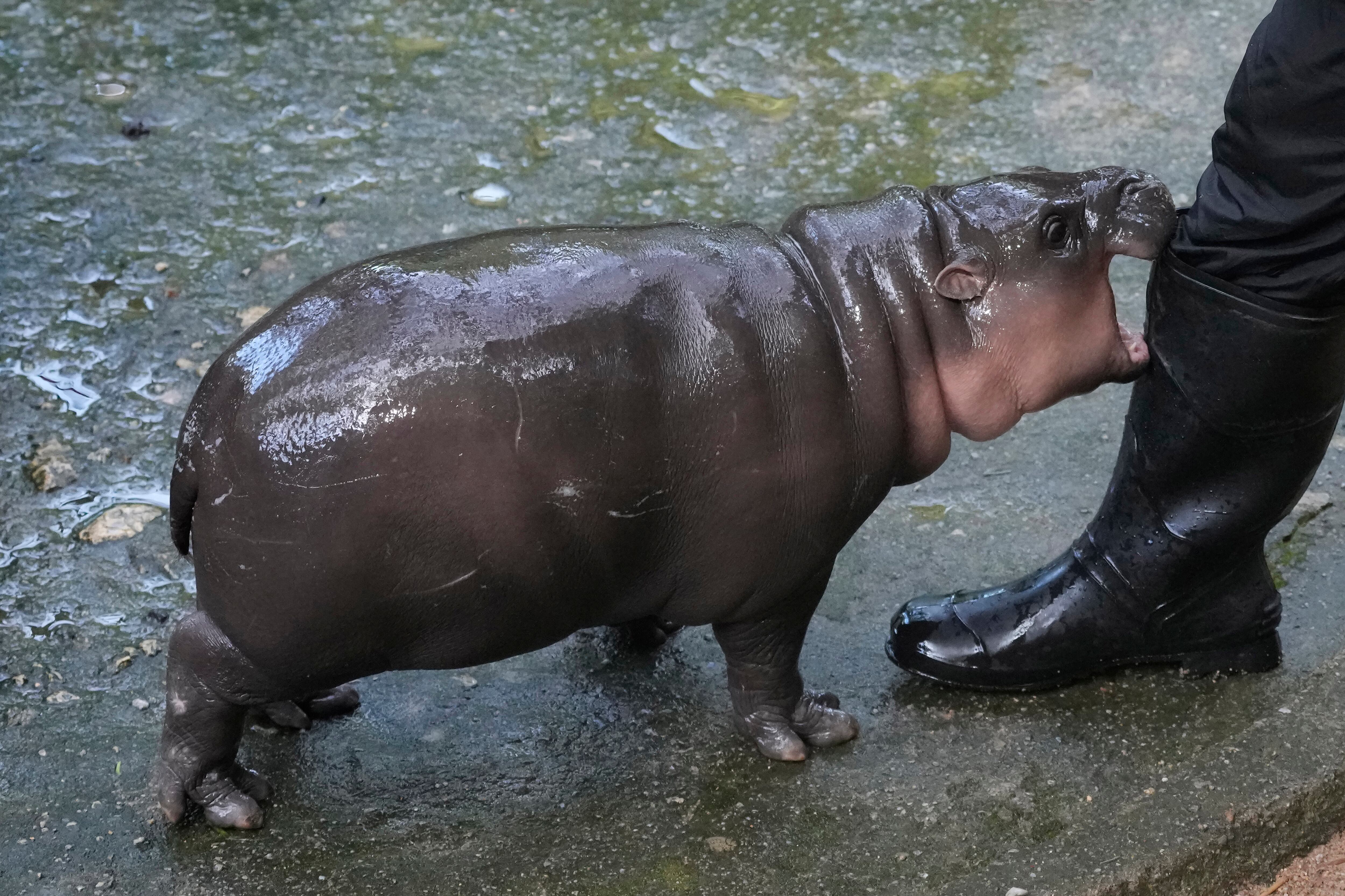 Moo Deng robó el corazón de miles de personas alrededor del mundo. (Foto AP/Sakchai Lalit)