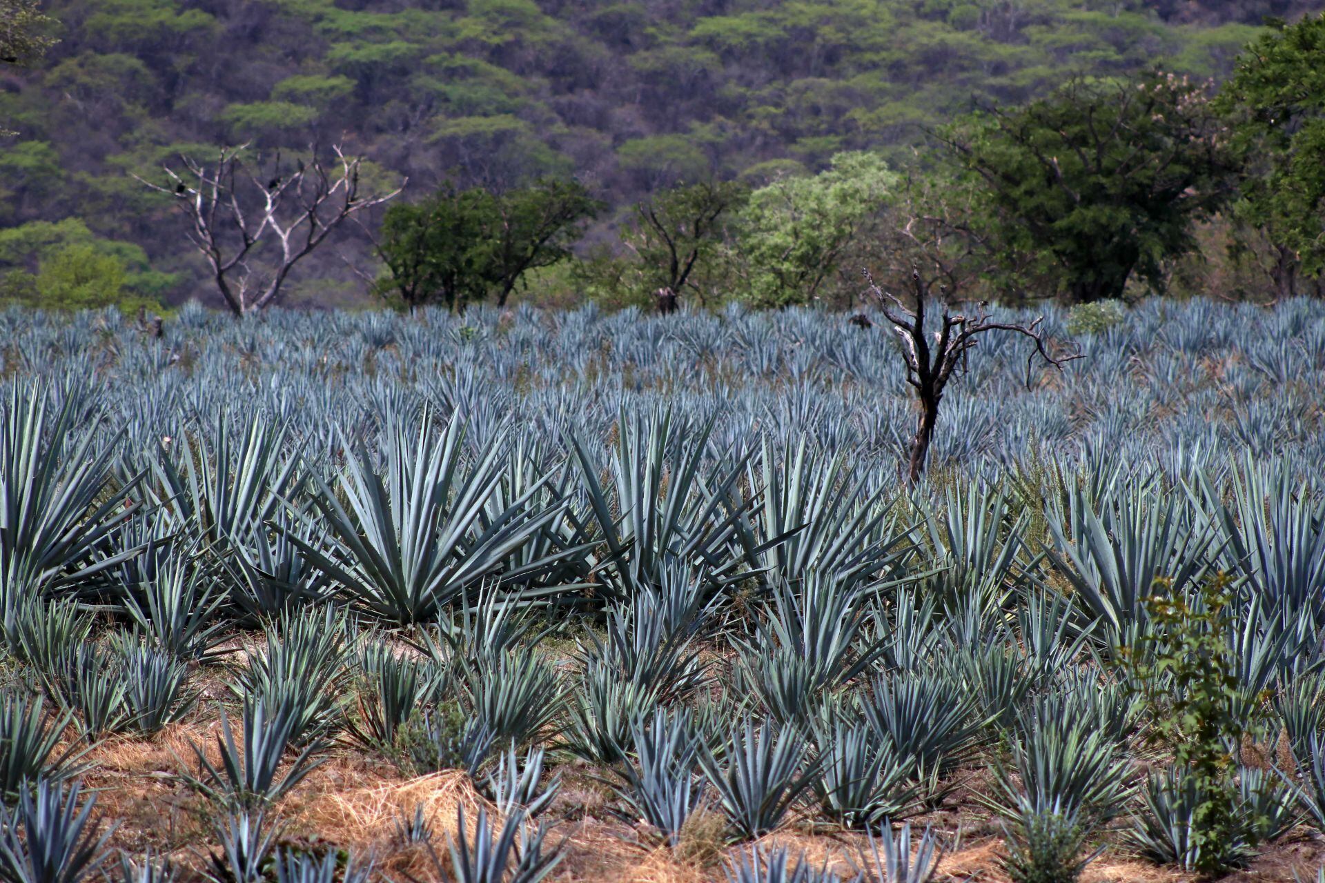 Agave-tequila-Mexico