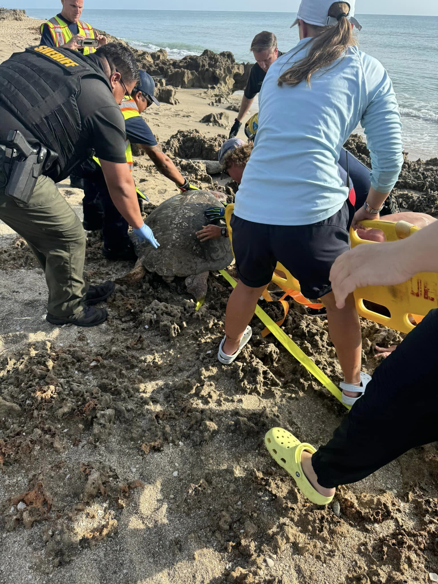 La tortuga pudo regresar al océano después del complejo rescate. (Facebook/Martin County Fire Rescue)