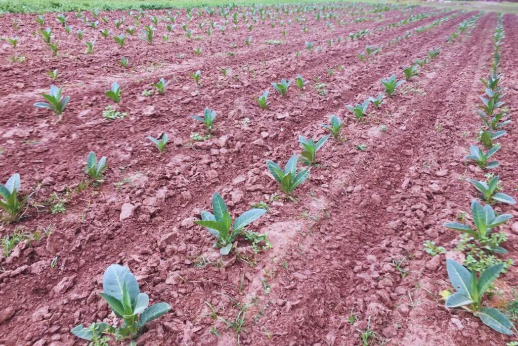 Un equipo de investigación del INTA está marcando la pauta al impulsar el uso de bioinsumos en el cultivo de tabaco criollo (inta)