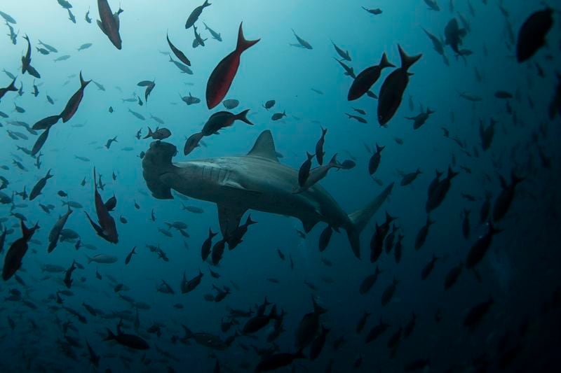 Estos avances podrían significar un paso importante en los esfuerzos de conservación de tiburones alrededor del mundo (Reuters)