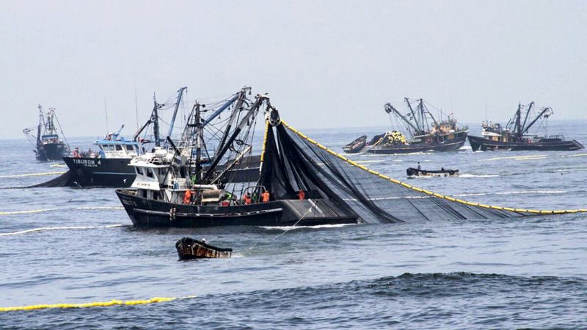 Pesca de anchoveta